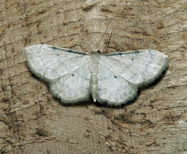 Idaea politaria Geometridae